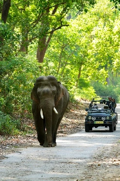 jim corbett